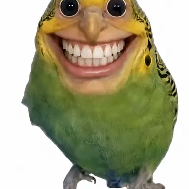 Profile image of 스마일 앵무새