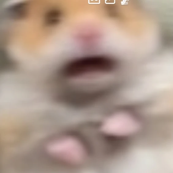 햄찌