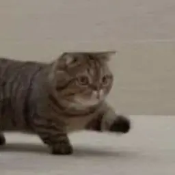 Profile image of ねこ