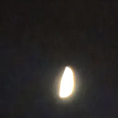 Profile image of 여우 블루베리 쿠키