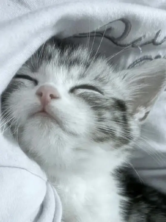 BitterSoap6122의 猫の飼い主