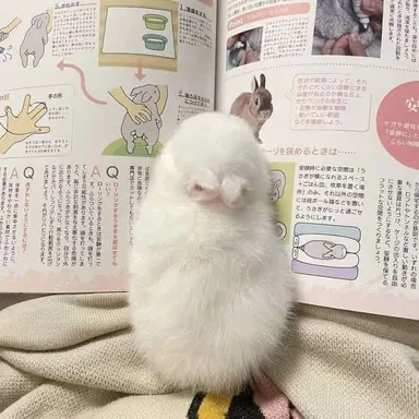Profile image of 홍소권