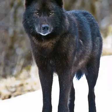 Profile image of 김늑대