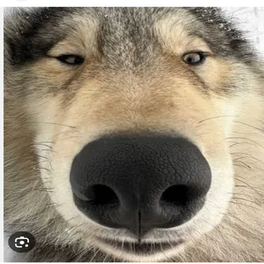 Profile image of 늑대민