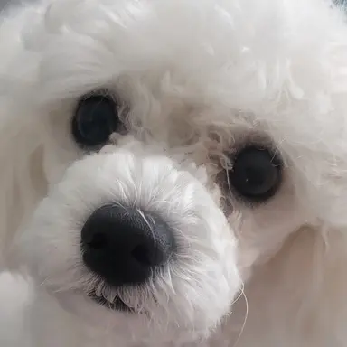 Profile image of 뭉치