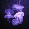 Profile image of 星導 ショウ