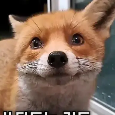 Profile image of 여우