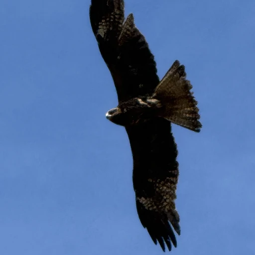 鳶