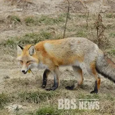 Profile image of 여우