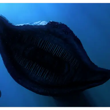 Profile image of 엘 그란 마하