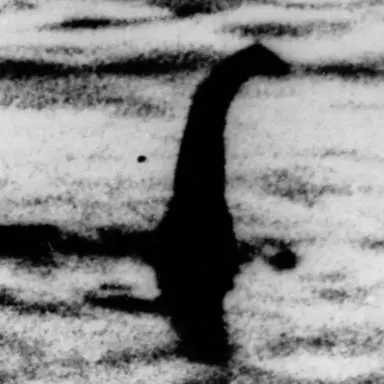 Profile image of 네시