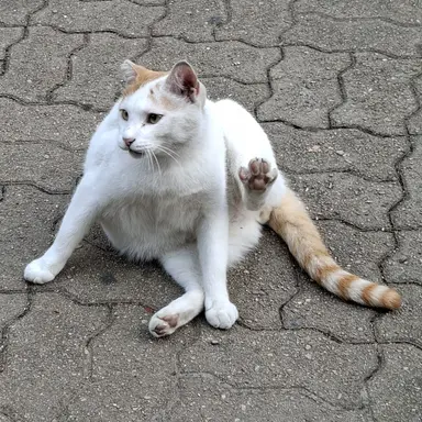 Profile image of 길고양이