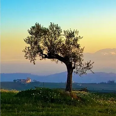 Profile image of 강영현