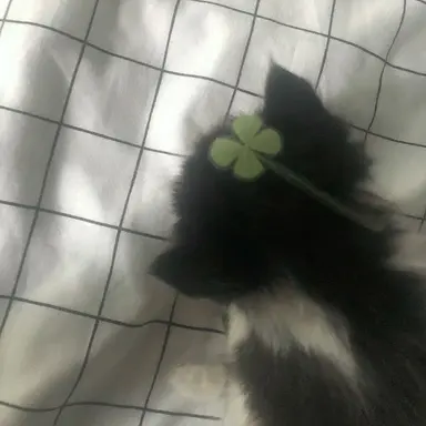 Profile image of 한태산