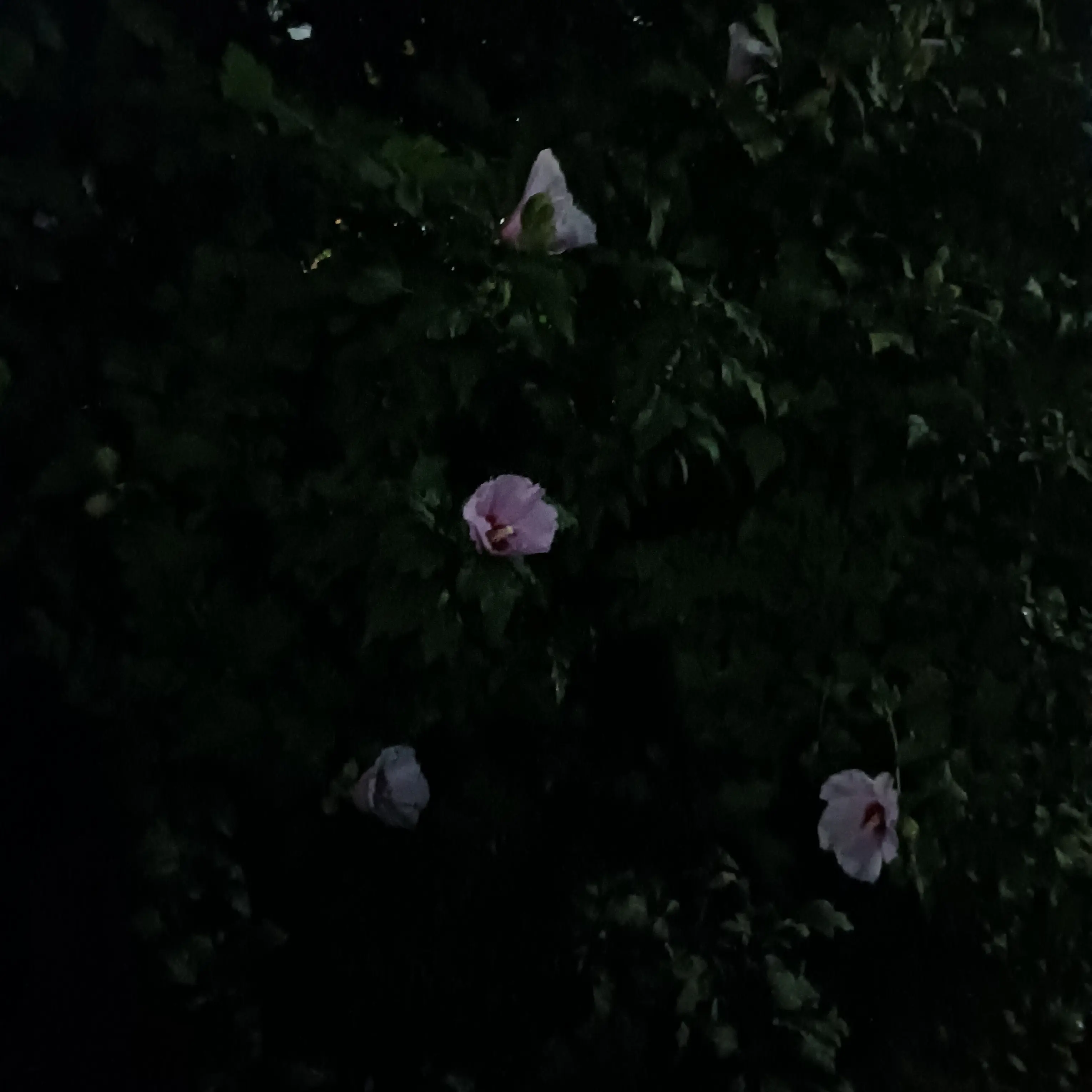erocllud의 無窮花