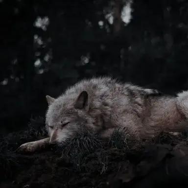 Profile image of Werewolf x Vampire