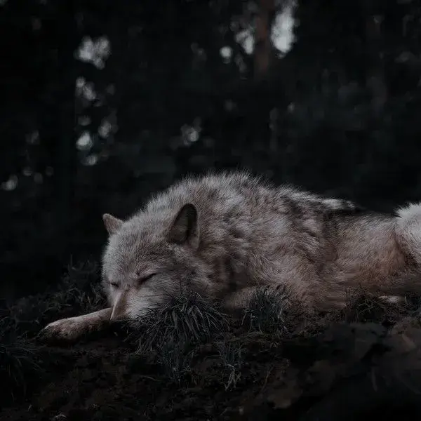 ToughEdit8192의 Werewolf x Vampire