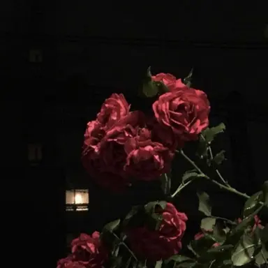 Profile image of 서라더