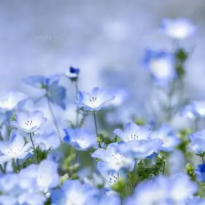 CoralGrape5218의 雪の本性