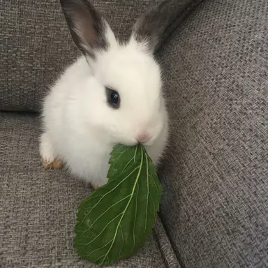 Profile image of 라빗이