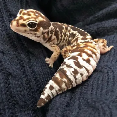 Profile image of 도마