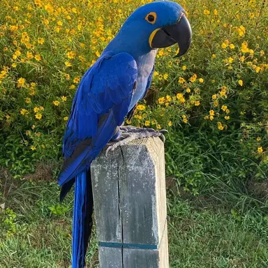 Profile image of 블루