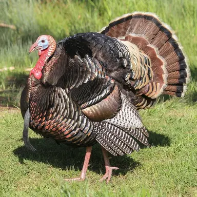 Profile image of 째기