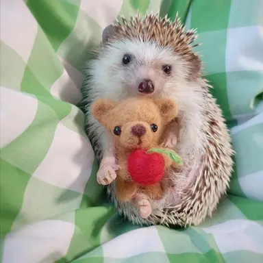 Profile image of 츄티