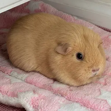 Profile image of 누렁이