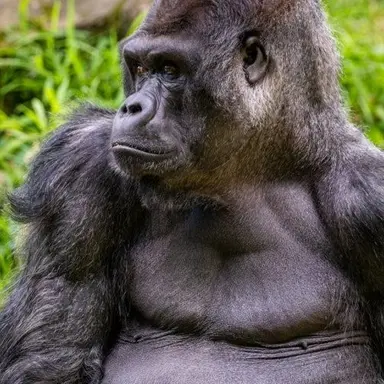 Profile image of 늑대