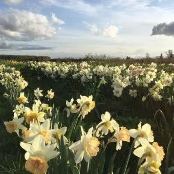 PLV-H_na.02의 꽃송이들의 퍼레이드