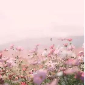 Profile image of 채밤비