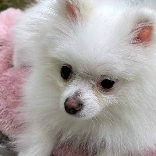 eseocute의 송구름