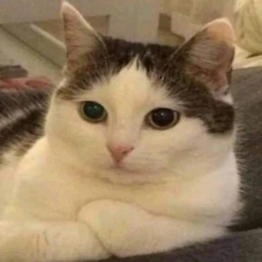 레오