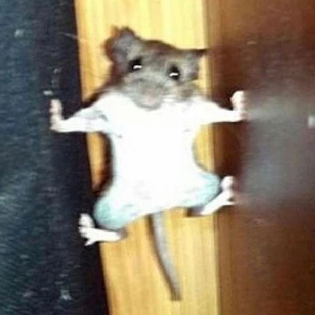 쥐
