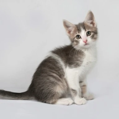고양이
