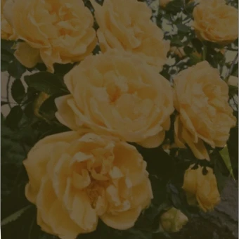 김각별