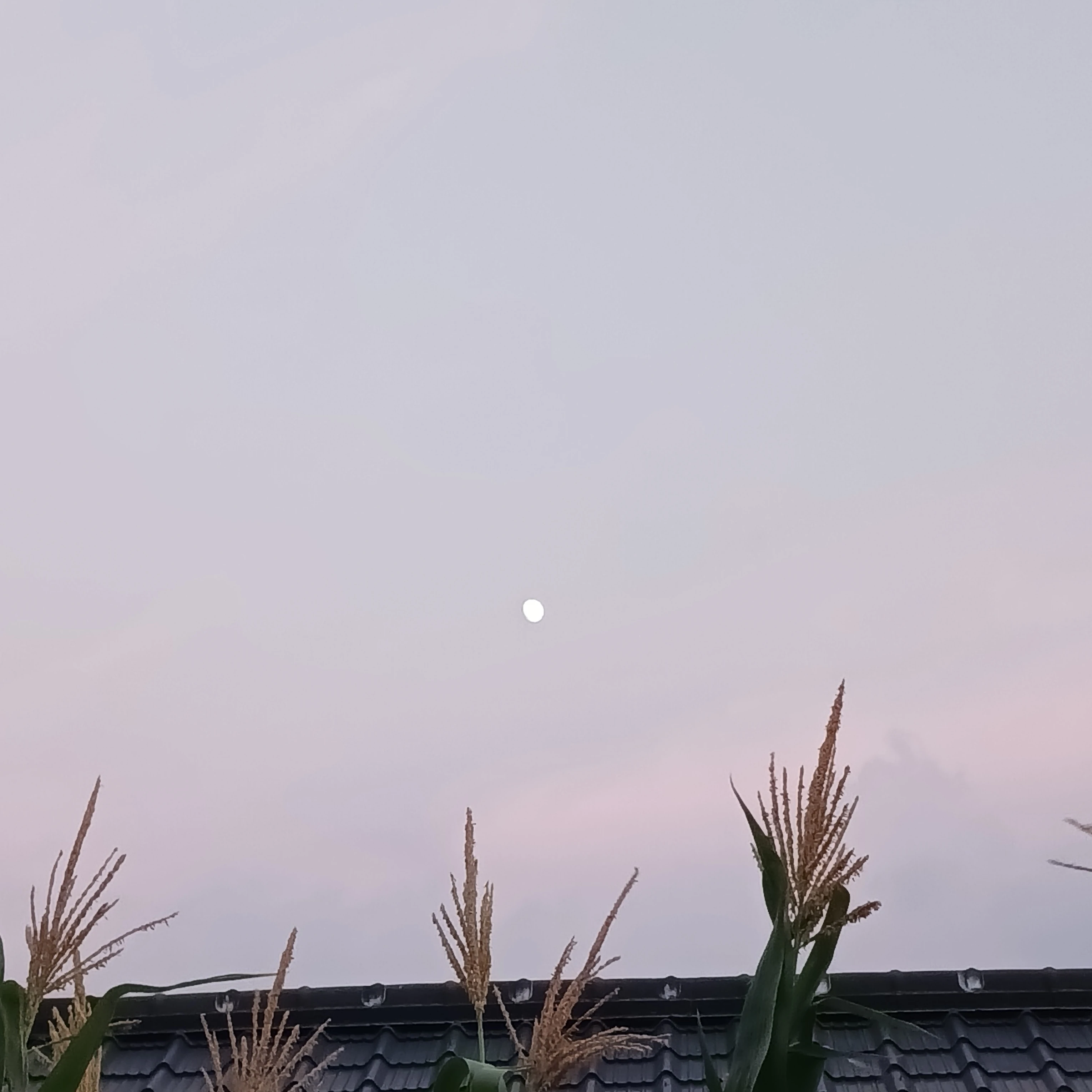 남여무리