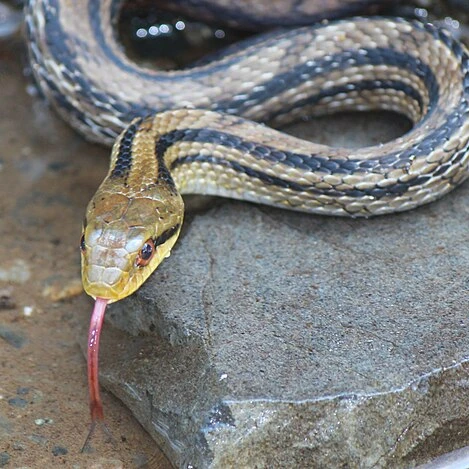 스네크