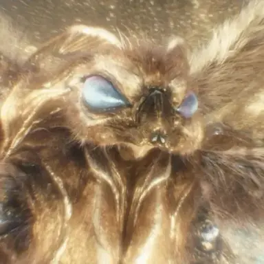 Profile image of 모스라