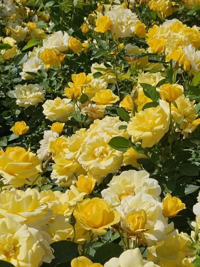 Kairaa__san의 痛くないの？