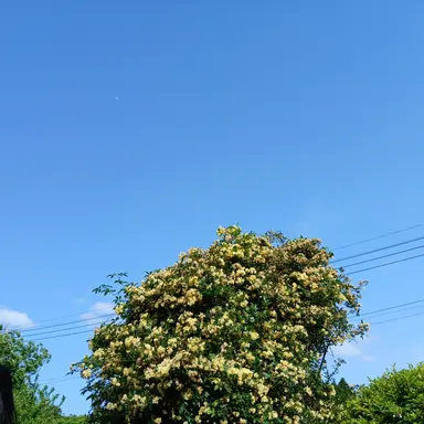 Profile image of 黒尾 鉄朗