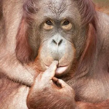 Profile image of 여우