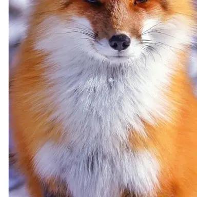 Profile image of 여우