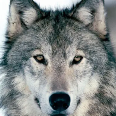 Profile image of Wolf