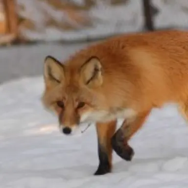 Profile image of 여우