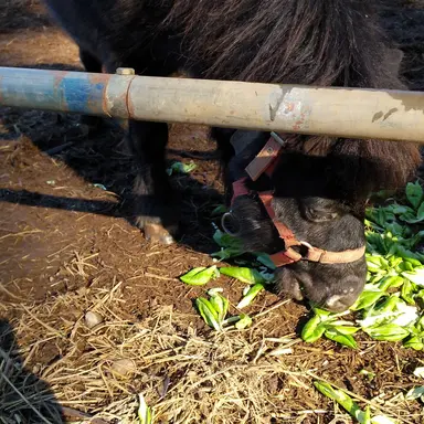 Profile image of 猪俣周杜