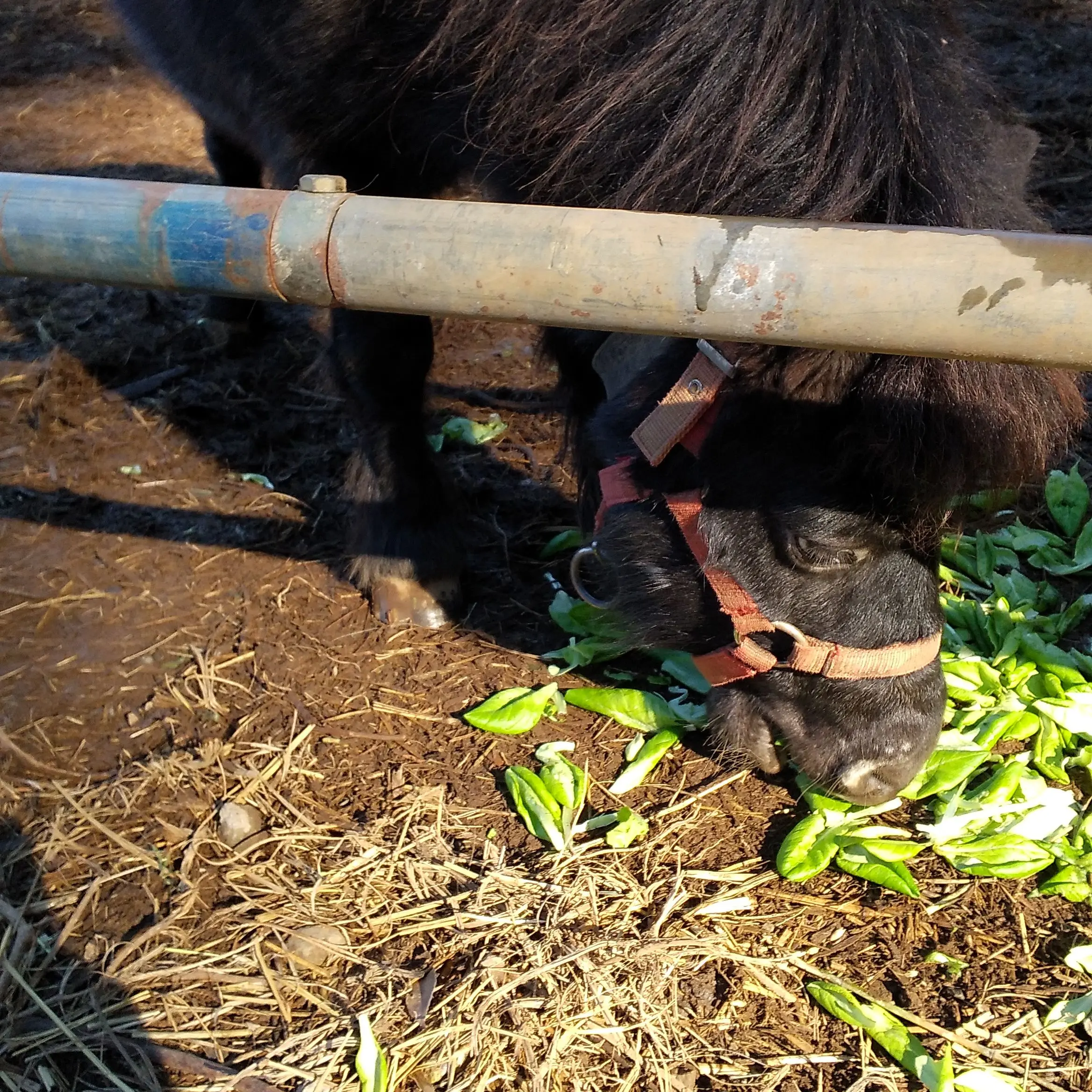 JoyfulSlab3987의 きょ～だい