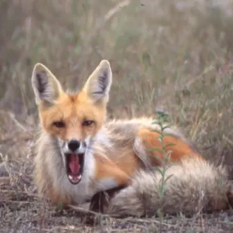 Profile image of 여우