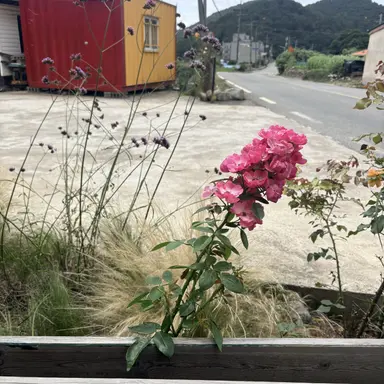 Profile image of 선생님